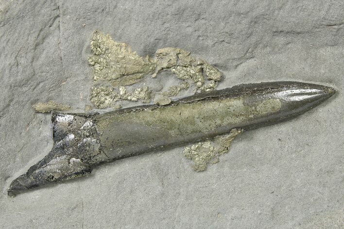 Pyritized Fossil Belemnite (Acrocoelites) - Germany #264592